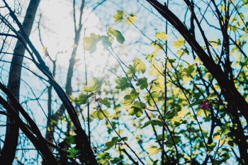 Green Leafy Tree Green Leafy Tree