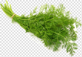 Green leafy vegetable, Dill Herb Vegetable Seed Salad, Chrysanthemum ingredients transparent background PNG clipart