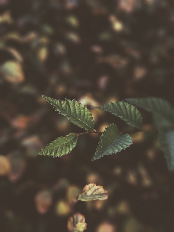 Green Leaves Green Leaves