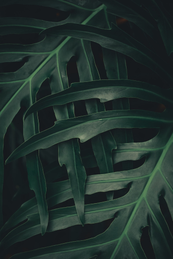 Green Leaves Green Leaves