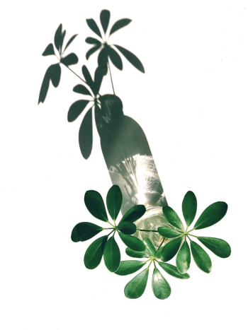 Green Leaves Green Leaves