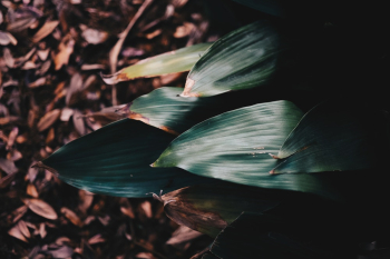 Green Leaves Green Leaves