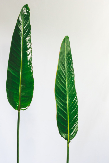 Green Leaves Green Leaves