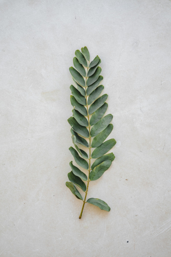 Green Leaves Green Leaves