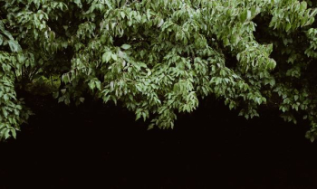 green leaves green leaves