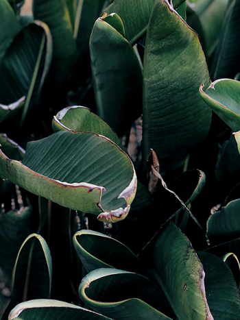 Green Leaves Green Leaves