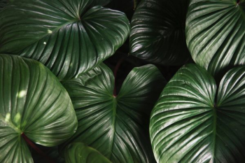green leaves green leaves