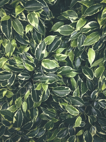 Green Leaves Green Leaves