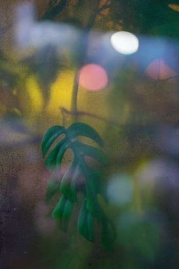 green leaves green leaves