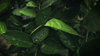 Green Leaves Green Leaves