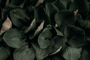 Green Leaves Green Leaves