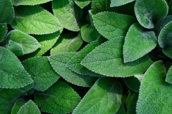 Green Leaves Green Leaves