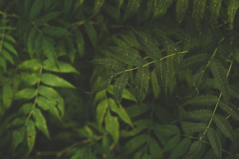 green leaves green leaves