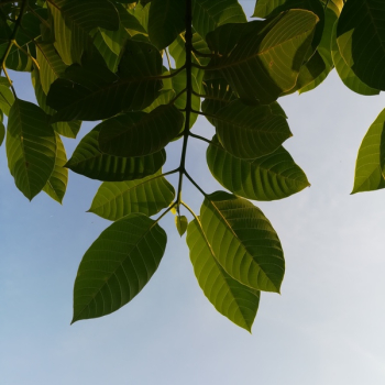 Green Leaves Green Leaves