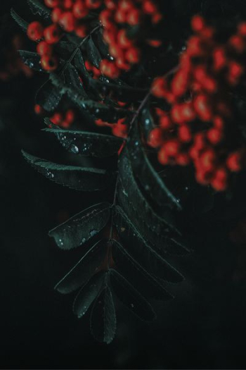 green leaves green leaves