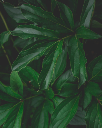 Green Leaves Green Leaves