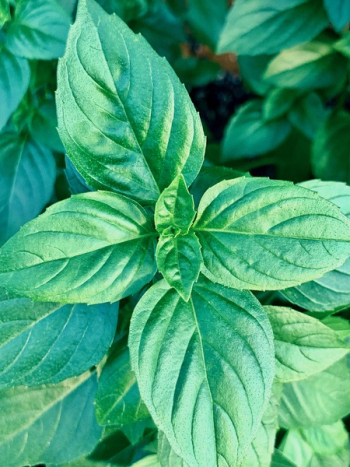 Green Leaves Green Leaves