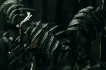 Green Leaves Green Leaves