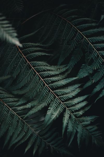 green leaves green leaves
