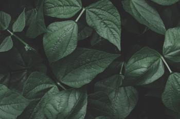 Green Leaves Green Leaves