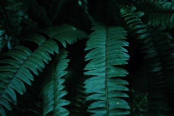 green leaves green leaves