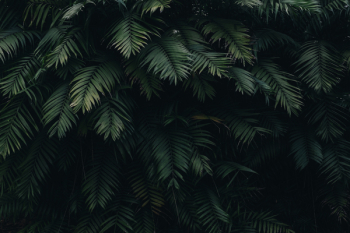Green Leaves Green Leaves