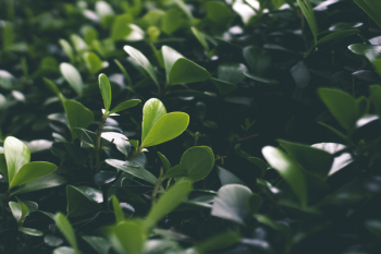 Green Leaves Green Leaves