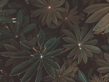 Green Leaves Green Leaves