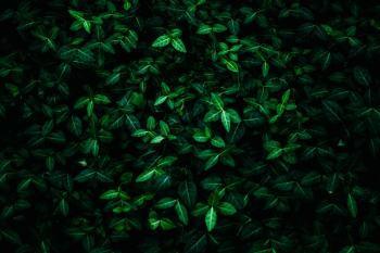 Green Leaves Green Leaves