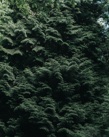Green Leaves Green Leaves