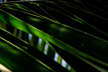 Green Leaves Green Leaves