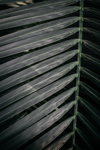 Green Leaves Green Leaves