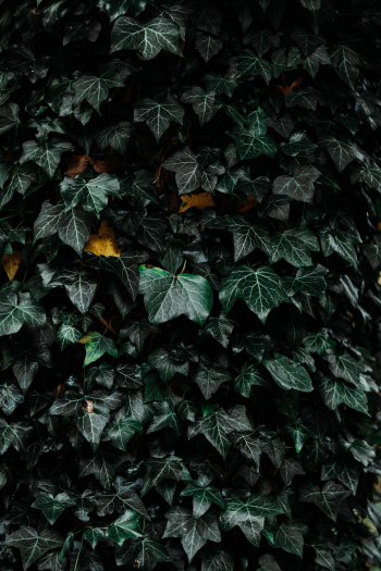 Green Leaves Green Leaves
