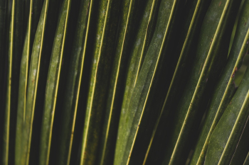 Green Leaves Green Leaves