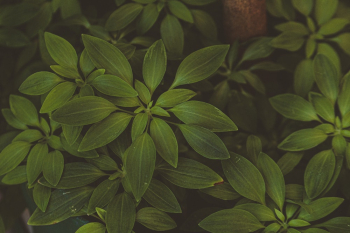 Green Leaves Green Leaves