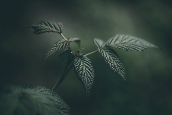 Green Leaves Green Leaves