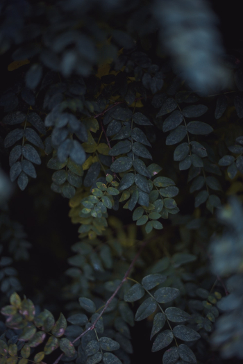 Green Leaves Green Leaves