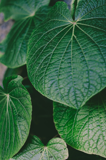 Green Leaves Green Leaves