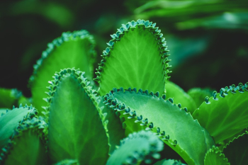 Green Leaves Green Leaves