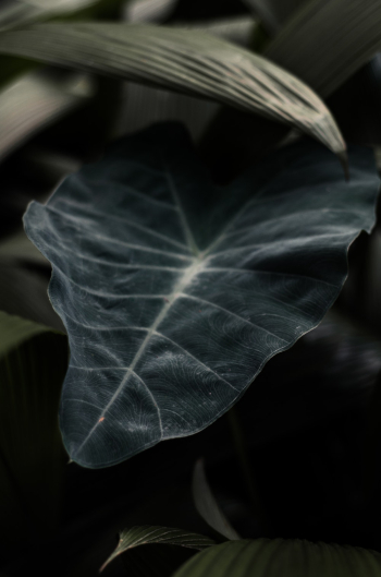 Green Leaves Green Leaves