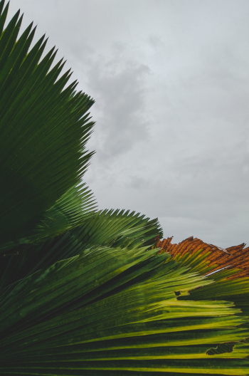 Green Leaves Green Leaves