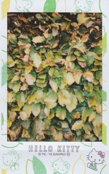 Green Leaves Green Leaves