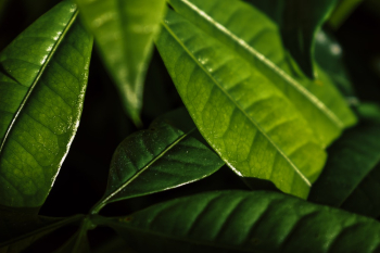 Green Leaves Green Leaves