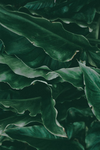 Green Leaves Green Leaves