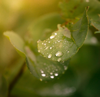 Green Leaves Green Leaves