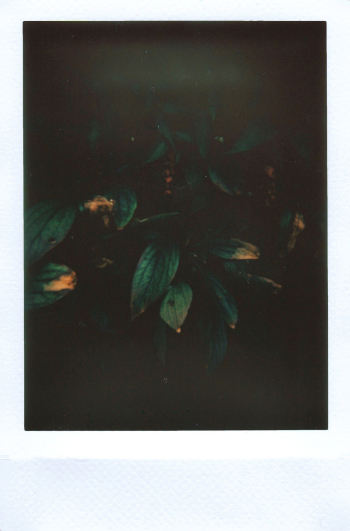 Green Leaves Green Leaves