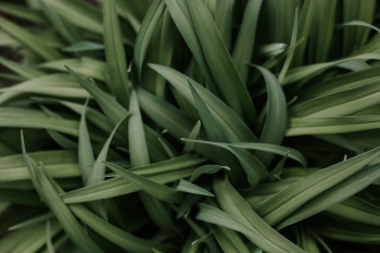 Green leaves