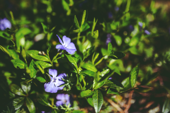 Green leaves &amp; purple flowers