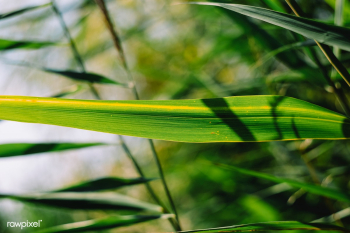 Green leaves background | Free public domain photo - 593236 Green leaves background | Free public domain photo - 593236