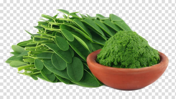 Green leaves beside bowl with grind leaves, Drumstick tree Nutrient Dietary supplement Food, moringa transparent background PNG clipart